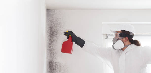 Mold Testing and Removal in Wheaton, IL